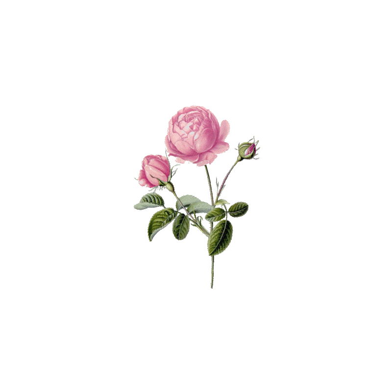 Hydrolat de Rose de Damas Bio