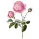 Hydrolat Rose de Damas Bio*