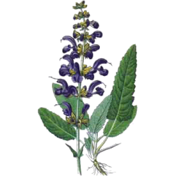 Hydrolat Sauge Officinale Bio*