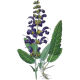 Hydrolat Sauge Officinale Bio*
