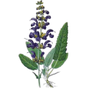 Hydrolat Sauge Officinale Bio*