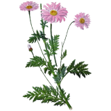 Hydrolat de Tanaisie Annuelle Bio (Camomille bleue)