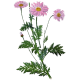 Hydrolat Tanaisie Annuelle Bio*