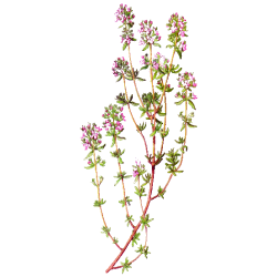 Hydrolat Thym Thujanol Bio*