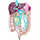 Digestion mélange d'huiles essentielles bio pures