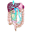 Digestion mélange d'huiles essentielles bio pures