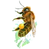 Propolis pure extrait concentré EC à 53%