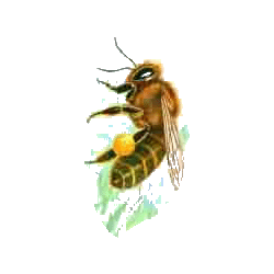 Propolis extrait EC 53%
