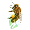 Propolis extrait EC 53%