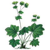 Alchemille Bio en gélules (Alchemilla vulgaris)
