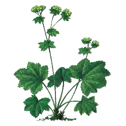 Alchemille Bio en gélules