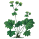 Alchemille Bio en gélules