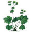 Alchemille Bio en gélules