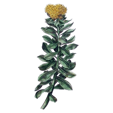 Rhodiola Rosea gélules Pullulan
