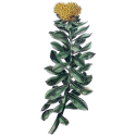 Rhodiola Rosea gélules Pullulan