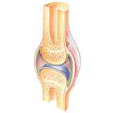 Articulations & muscles HQ mélange en massage huiles essentielles bio