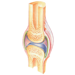 Articulations Muscles HQ mélange en massage