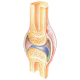 Articulations Muscles HQ mélange en massage