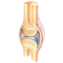 Articulations Muscles HQ mélange en massage