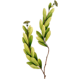 Huile essentielle de Buplèvre (Seseli d'Ethiopie - Bupleurum fructicosum L.)