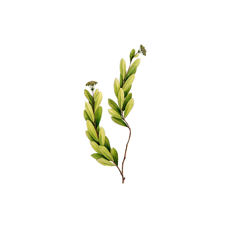 Huile essentielle de Buplèvre (Seseli d'Ethiopie - Bupleurum fructicosum L.)