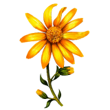 Huile végétale Arnica Bouleau macérat Bio*