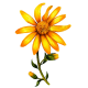 Huile végétale Arnica Bouleau macérat Bio*