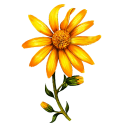 Huile végétale Arnica Bouleau macérat Bio*