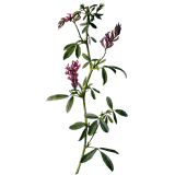 Alfalfa ou Luzerne bio en gélules (Medicago sativa)