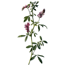 Alfalfa Bio en gélules