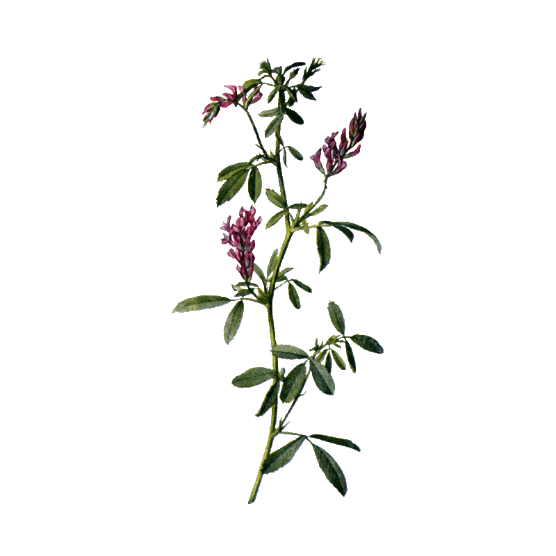 Alfalfa ou Luzerne bio en gélules (Medicago sativa)