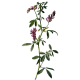 Alfalfa Bio en gélules