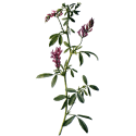 Alfalfa Bio en gélules