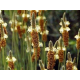 Psyllium blond bio en gélules (Plantago ovata)