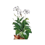 Ail des Ours Bio en gélules (Allium ursinum)