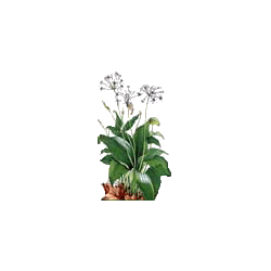 Ail des Ours BIO en gélules