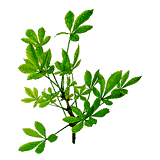 Eleuthérocoque bio en gélules (Eleutherococcus senticosus)
