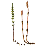 Prêle bio en gélules reminéralisant (Equisetum arvense)