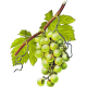 Vigne Rouge Bio en gélules