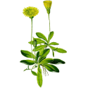 Piloselle Bio en gélules