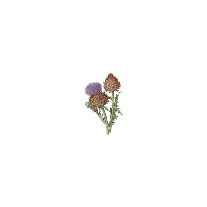 Artichaut bio en gélules pour le foie (Cynara scolymus)
