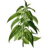 Ortie Piquante racine Bio en gélules (Urtica dioïca)