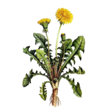 Pissenlit Bio en gélules (Taraxacum dens leonis)