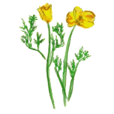 Escholtzia bio en gélules (Escholtzia californica)