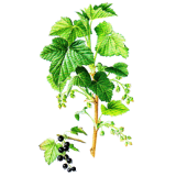Cassis bio en gélules (Ribes nigrum)