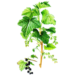 Cassis BIO en gélules