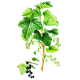 Cassis BIO en gélules