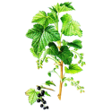 Cassis BIO en gélules