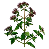 Huile essentielle Origan Compact bio (Origanum compactum)