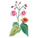 Urucum Bio en gélules (Bixa orellana - graines)